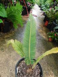 Image result for Encephalartos schmitzii