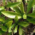 Image result for Brackenridgea