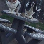 Search a wide range of information from across the web with searchinfotoday.com. 34 Animal Shipping Service Ideas Pet Shipping Pet Transport Pets
