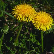 Image result for Taraxacum sp.