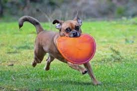 Maybe you would like to learn more about one of these? How Much Should You Pay A Pet Sitter Pethelpful