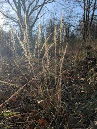 Image result for Aristida stenostachya