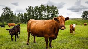 Some farmers will advertise their meat by now, when you're working with the local farmer, he will also likely factor in processing costs. Shortage Of Slaughterhouse Space Costing Meat Buyers Farmers Alike Cbc News