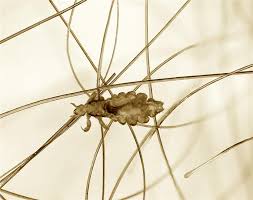 Bunun dışında yeni sahiplendiğimiz yavru kedide pire olma olasılığı yüksektir. Evde Bit Nasil Temizlenir Teknikturk