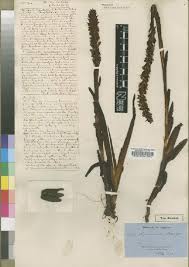 Image result for Disa hircicornis