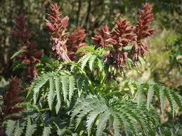 Image result for Melianthus major