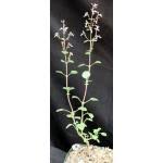 Image result for Aeollanthus rehmannii