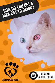 How Do You Get A Sick Cat To Drink Cat Facts Sick Cat Cat Facts Cat Drinking