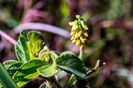 Image result for Eriosema parviflorum