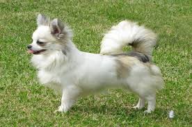 Buying an apple head chihuahua puppy. Apple Head Long Hair Chihuahua