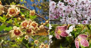 Home»plant guide»flowers»winter flowers planting guide by regional zones. 18 Winter Flowering Shrubs That Look Good In Winter Garden Balcony Garden Web