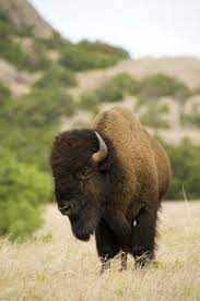 Wichita Mountains Wildlife Refuge Visitor S Center Wichita Mountains Oklahoma Wildlife