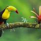 Jungle Jewels - Photographing the Wildlife of event image