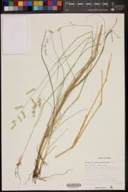 Image result for Eragrostis echinochloidea