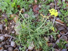 Image result for Erucastrum arabicum