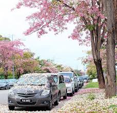 Ramalan cuaca untuk 7 hari. Tak Perlu Pergi Jauh Kat Kedah Pun Ada Musim Bunga Sakura Rileklah Com