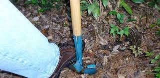 Defects discovered at planting • circling roots. Root Pruning For Increased Blooms Today S Homeowner
