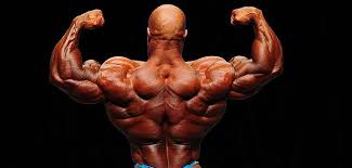 Resultado de imagen de imagenes musculos
