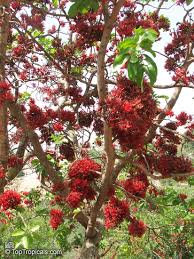 Image result for Schotia capitata