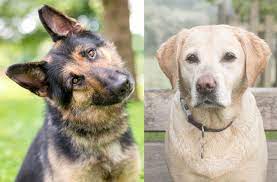 German Shepherd Lab Mix Everything You Need To Know Before Buying Perfect Dog Breeds