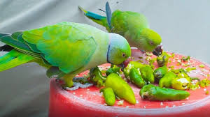 Mitthu And Rose Ringneck Parrots Love To Eat Green Chilli Green Chilli Green Eating Eat