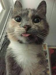 Pin By Yasmim Moraes On Kawaii Cute Animals Cute Animal Pictures Crazy Cats