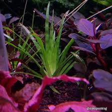 Image result for Eriocaulon truncatum