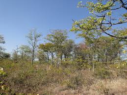 Image result for Xeroderris stuhlmannii