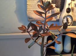 Customize your spoon print with hundreds of different frames and mats, if desired. Help With Kalanchoe Copper Spoons