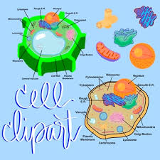 We always make sure that writers follow all your instructions precisely. Plant Cell Unlabeled Worksheets Teaching Resources Tpt