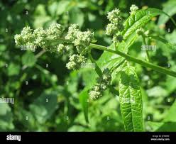 Image result for Chenopodiastrum