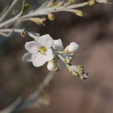 Image result for Gomphostigma