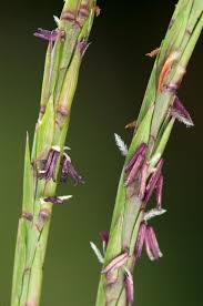 Image result for Hemarthria