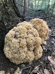 This method of using mushroom identification apk works for all android devices. Found This Huge Mushroom Like Thing In The Netherlands Can Someone Id Mycology