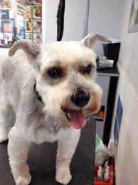 Lisa's Fabulous Paws