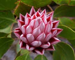 Protea Cynaroides Red Beautiful Flowers Flowers Protea