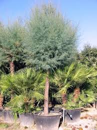 Image result for Tamaricaceae