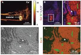 Ontdek de perfecte stockfoto's over bone cross section en redactionele nieuwsbeelden van getty images kies uit premium bone cross section van de hoogste kwaliteit. Ijms Free Full Text Effects Of A Pasty Bone Cement Containing Brain Derived Neurotrophic Factor Functionalized Mesoporous Bioactive Glass Particles On Metaphyseal Healing In A New Murine Osteoporotic Fracture Model Html