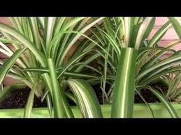 Cuidados De Un Poto O Planta Cinta O Malamadre Youtube Plantas Plantas En Maceta Plantas De Otono