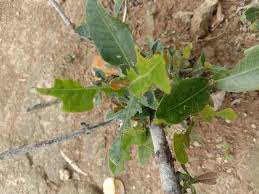 Image result for Pappea capensis