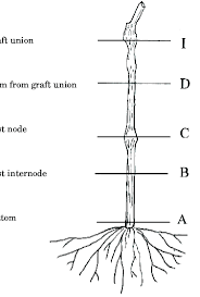 Image result for graft grape vines