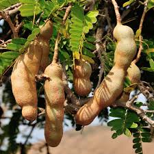 Image result for Tamarindus