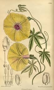 Image result for Ipomoea tuberculata