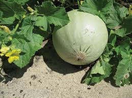 Dedicated teachers, great operators like cap tulsa, supportive foundations and regional champion impacttulsa make tulsa a great place to grow up. Take The Can T Out Of Cantaloupe The Florida Gardening Project