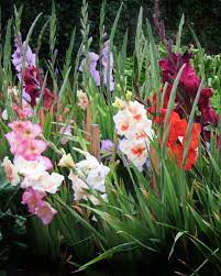 Gladdening Your Garden Otago Daily Times Online News