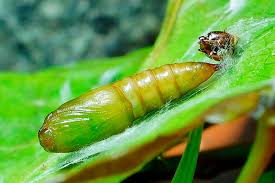 Image result for Archips rosanus