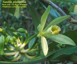 Browse 246 vanilla orchid stock photos and images available, or search for vanilla flower or vanilla bean to find more great stock photos and pictures. Vanilla Vanilla Planifolia