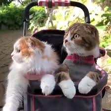 Video Pin Ot Polzovatelya Sedef Ates Na Doske Sweet Cat Videos Sevimli Kedilerin Videolari Veselye Zhivotnye Zhivotnye Kotyata