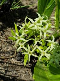 Image result for Pygmaeothamnus zeyheri