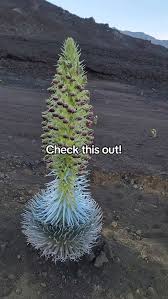 Image result for Olax aschersoniana